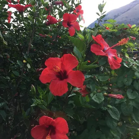 Casa de hóspedes L' Agrumeto *