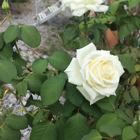 L’ Agrumeto Maratea
