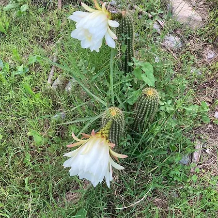 L’ Agrumeto Affittacamere 3*