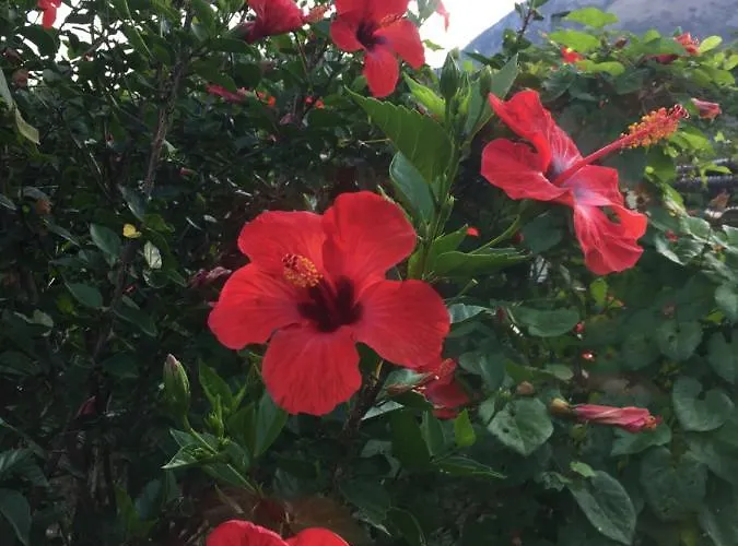 Affittacamere L’ Agrumeto 3*