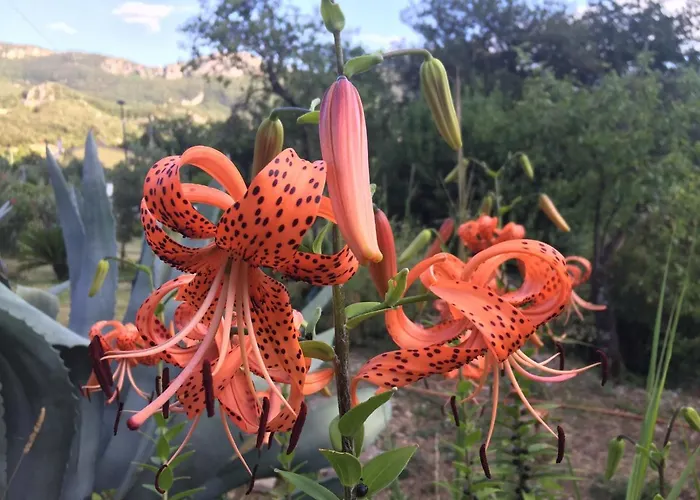 Guest house L' Agrumeto 3*