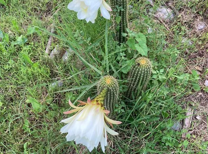 L’ Agrumeto Affittacamere 3*